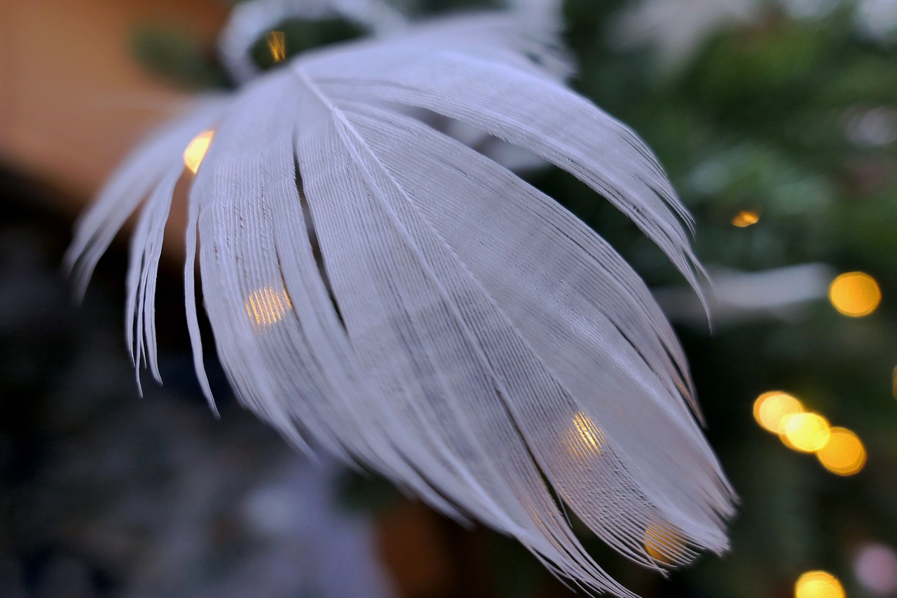 feather-4877224_1280